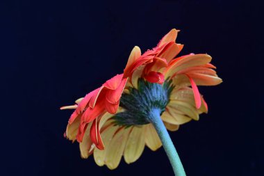 Siyah arka planda güzel Gerbera çiçeğini kapat.