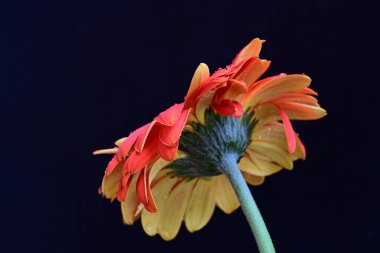 Siyah arka planda güzel Gerbera çiçeğini kapat.