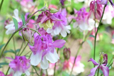 Güzel çiçeklerin yakın çekim görüntüsü, doğa konsepti arka plan