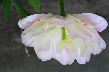 Güzel çiçeklerin yakın çekim görüntüsü, doğa konsepti arka plan