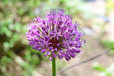 Bahçede çiçek açan soğan (Allium aflatunense)