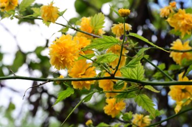 Güzel çiçeklerin yakın çekim görüntüsü, doğa konsepti arka plan