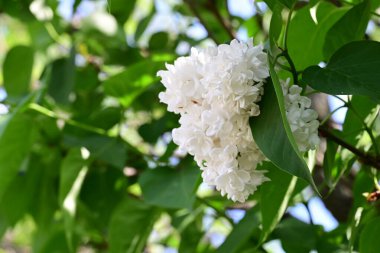 Leylak ağaçları bahçede çiçek açarlar.