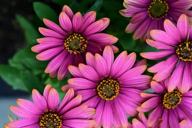 Güzel Gerbera çiçekleri, yaz konsepti, yakın manzara 