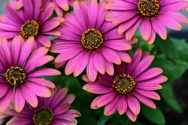 Güzel Gerbera çiçekleri, yaz konsepti, yakın manzara 