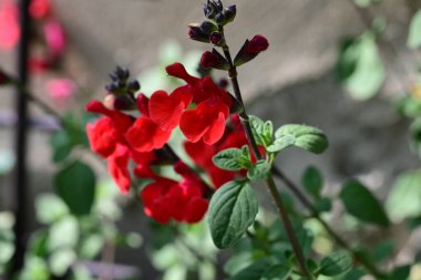 Güzel çiçeklerin yakın çekim görüntüsü, doğa konsepti arka plan