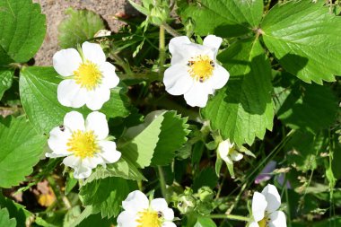 Anemon çiçekleri. Bahçedeki bahar çiçeklerini kapatın. 