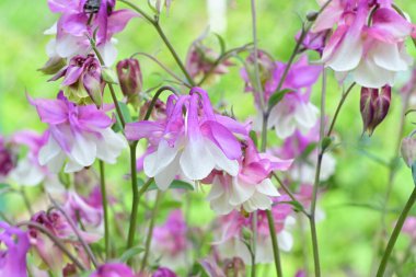 Güzel çiçeklerin yakın çekim görüntüsü, doğa konsepti arka plan