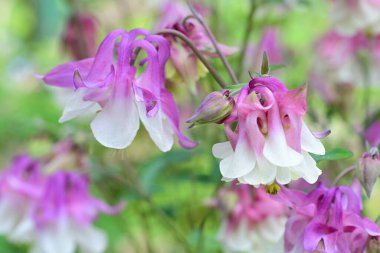 Güzel çiçeklerin yakın çekim görüntüsü, doğa konsepti arka plan