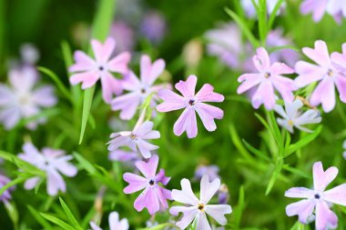 Güzel çiçeklerin yakın çekim görüntüsü, doğa konsepti arka plan