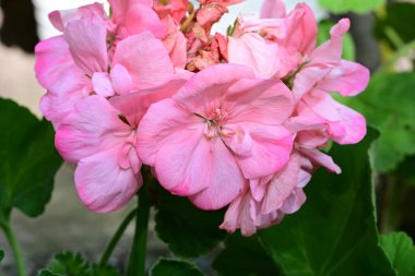 Pelargonium Çiçekleri 'ni kapatın. Doğal Işık Seçici Odaklanma