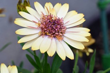 Güzel Gerbera çiçekleri, yaz konsepti, yakın görüş.