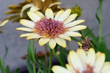 Güzel Gerbera çiçekleri, yaz konsepti, yakın görüş.