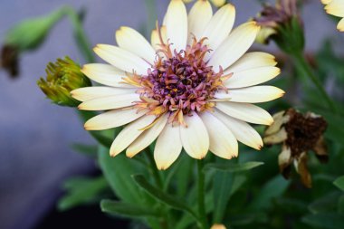 Güzel Gerbera çiçekleri, yaz konsepti, yakın görüş.