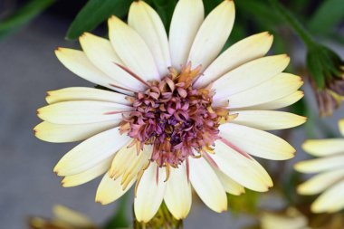 Güzel Gerbera çiçekleri, yaz konsepti, yakın görüş.