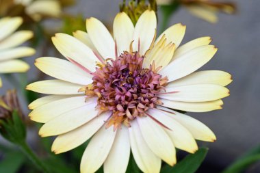 Güzel Gerbera çiçekleri, yaz konsepti, yakın görüş.