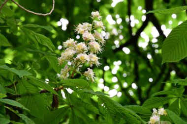 Kestane ağacının güzel çiçekleri. Bahar zamanı.