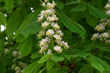 Kestane ağacının güzel çiçekleri. Bahar zamanı.