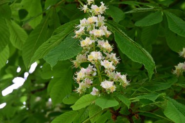 Kestane ağacının güzel çiçekleri. Bahar zamanı.