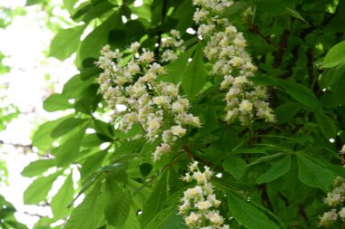 Kestane ağacının güzel çiçekleri. Bahar zamanı.