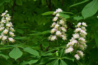 Kestane ağacının güzel çiçekleri. Bahar zamanı.