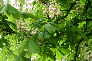 Kestane ağacının güzel çiçekleri. Bahar zamanı.