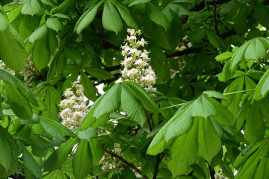Kestane ağacının güzel çiçekleri. Bahar zamanı.