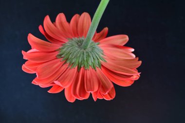 Gerbera çiçeği siyah arkaplanda. Yakın plan. 