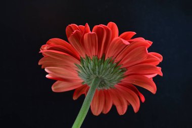 Gerbera çiçeği siyah arkaplanda. Yakın plan. 