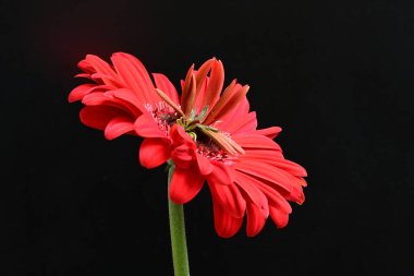 Gerbera çiçeği siyah arkaplanda. Yakın plan. 