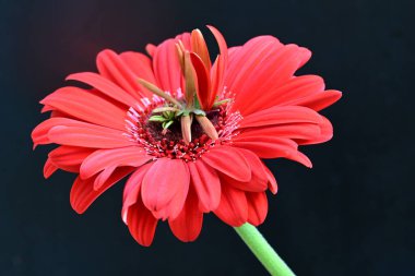 Gerbera çiçeği siyah arkaplanda. Yakın plan. 