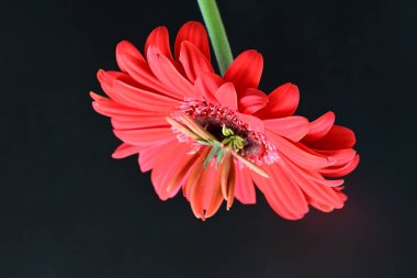 Gerbera çiçeği siyah arkaplanda. Yakın plan. 