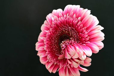 Gerbera çiçeği siyah arkaplanda. Yakın plan. 