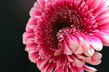 Gerbera çiçeği siyah arkaplanda. Yakın plan. 