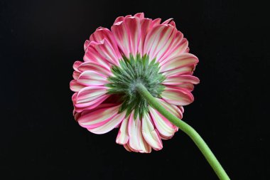 Gerbera çiçeği siyah arkaplanda. Yakın plan. 