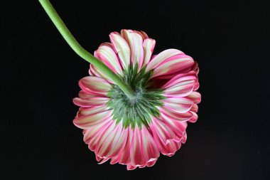 Gerbera çiçeği siyah arkaplanda. Yakın plan. 