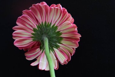 Gerbera çiçeği siyah arkaplanda. Yakın plan. 