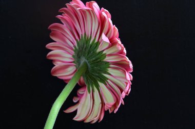 Gerbera çiçeği siyah arkaplanda. Yakın plan. 