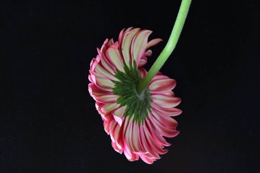 Gerbera çiçeği siyah arkaplanda. Yakın plan. 