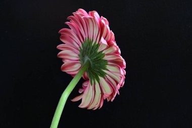 Gerbera çiçeği siyah arkaplanda. Yakın plan. 