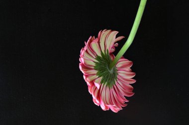 Gerbera çiçeği siyah arkaplanda. Yakın plan. 