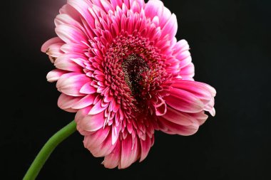 Gerbera çiçeği siyah arkaplanda. Yakın plan. 