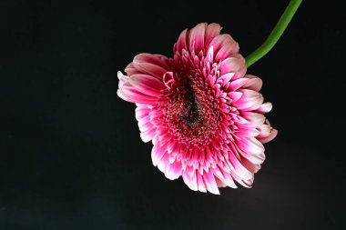 Gerbera çiçeği siyah arkaplanda. Yakın plan. 