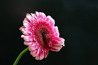 Gerbera çiçeği siyah arkaplanda. Yakın plan. 