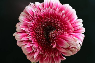 Gerbera çiçeği siyah arkaplanda. Yakın plan. 