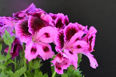 Siyah arkaplanda güzel pelargonyum çiçekleri 