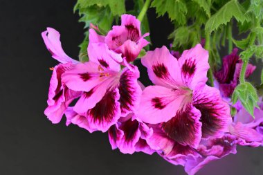 Siyah arkaplanda güzel pelargonyum çiçekleri 