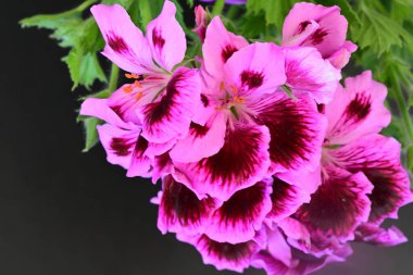 Siyah arkaplanda güzel pelargonyum çiçekleri 