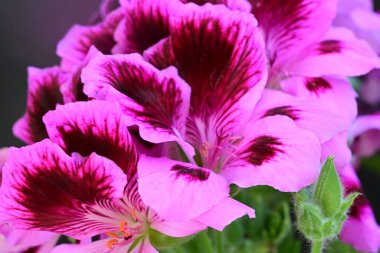 Siyah arkaplanda güzel pelargonyum çiçekleri 