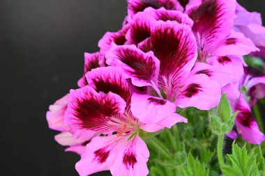 Siyah arkaplanda güzel pelargonyum çiçekleri 